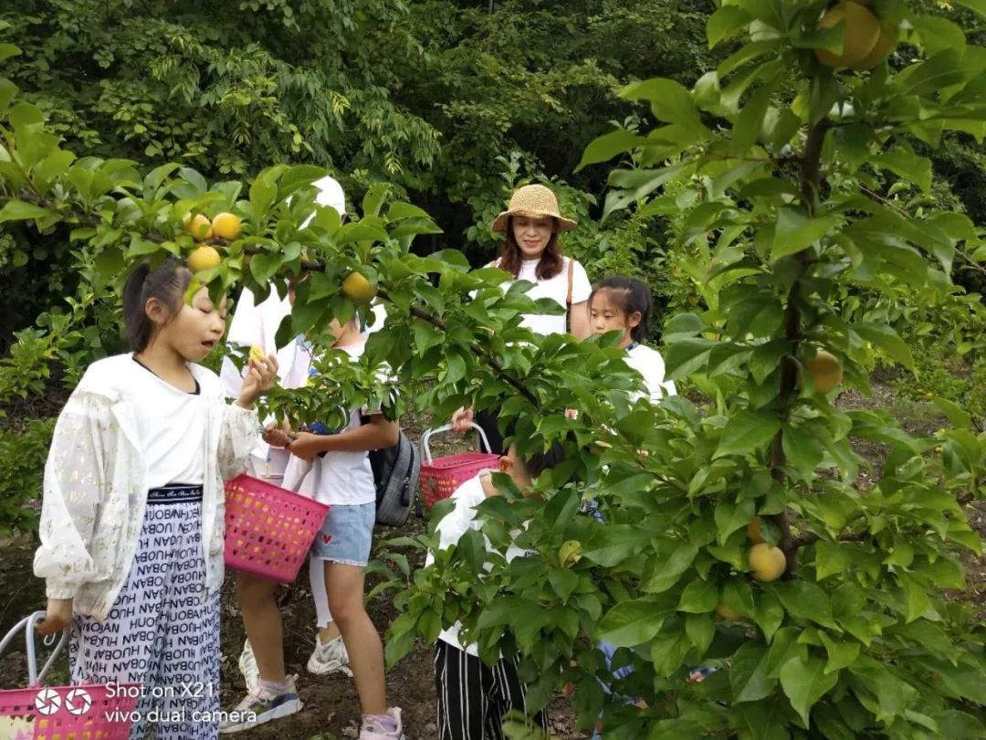 致富种植园小果子图片_致富创业网搞种植水果_致富小果园种植