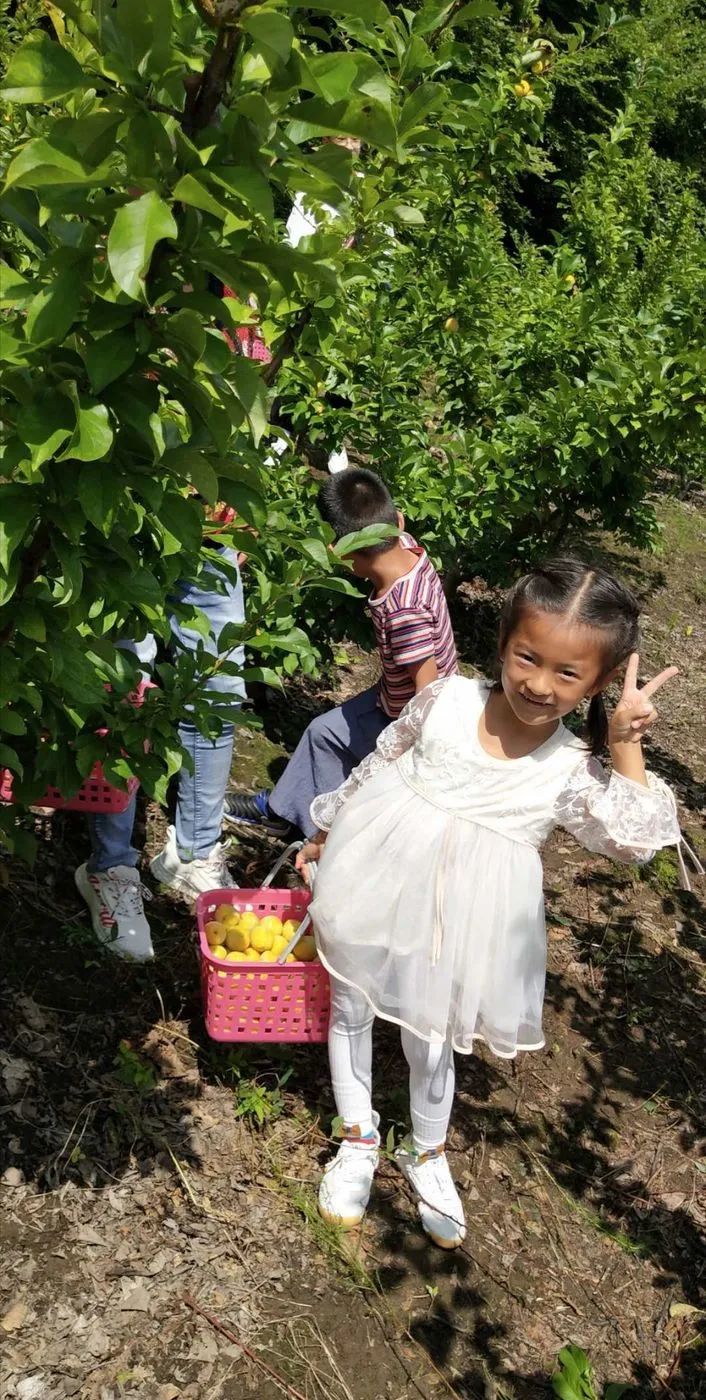 致富种植园小果子图片_致富创业网搞种植水果_致富小果园种植