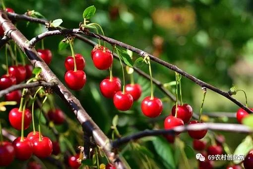 致富经果树种植视频_致富果树_致富小果园种植