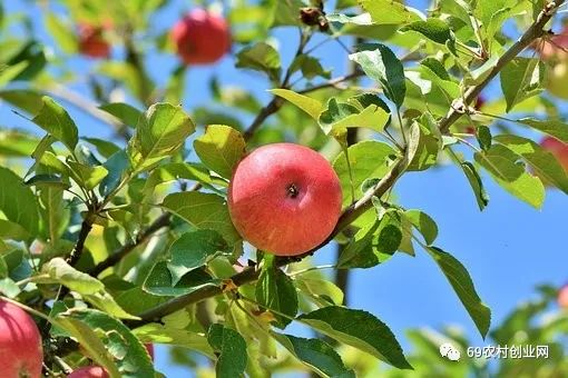 致富小果园种植_致富果树_致富经果树种植视频