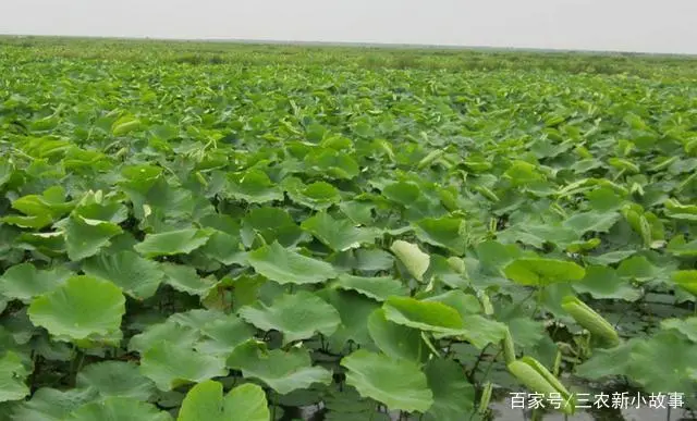 莲藕的食用价值很大，了解它们的种植，你就离致富的道路越来越近