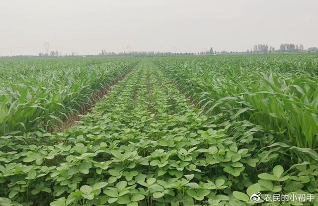 种植大豆技术时间多久_大豆种植要点_大豆的种植技术时间