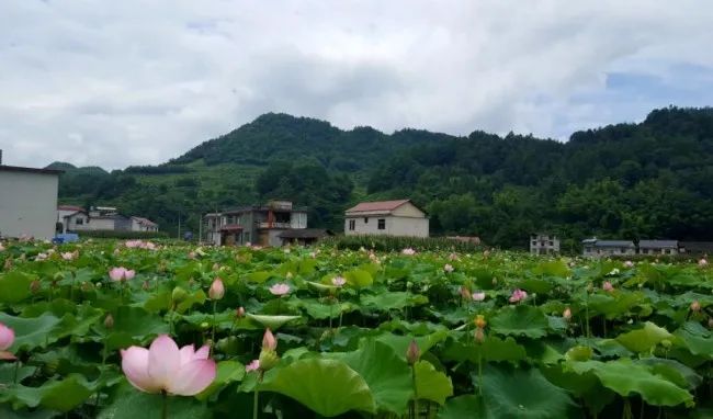 种莲蓬赚钱吗_种植莲蓬致富吗_致富种植莲蓬图片