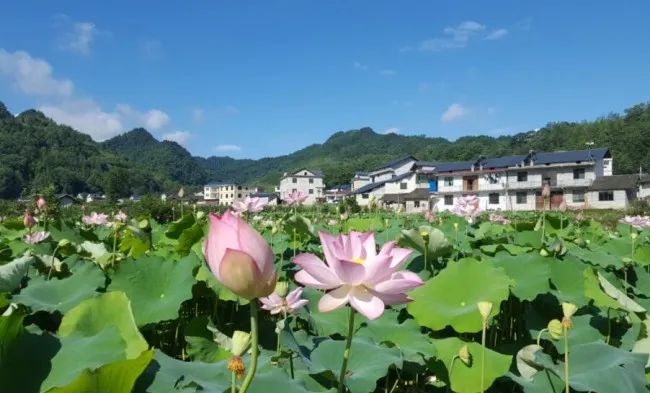 种莲蓬赚钱吗_种植莲蓬致富吗_致富种植莲蓬图片