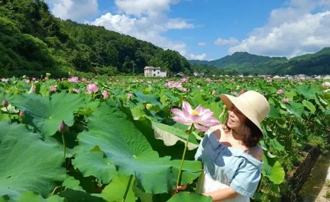 致富种植莲蓬图片_种莲蓬赚钱吗_种植莲蓬致富吗