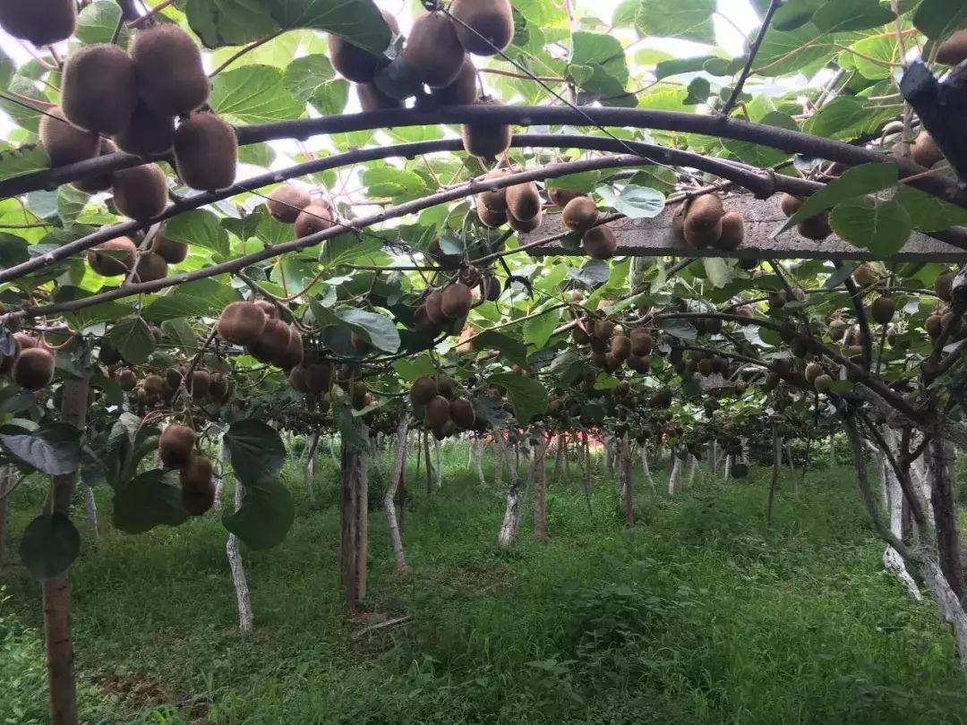 致富种植园小果子图片_致富小果园种植_致富经果树种植视频