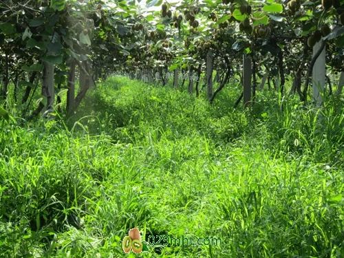 致富小果园种植_致富经果树种植视频_致富种植园小果子图片