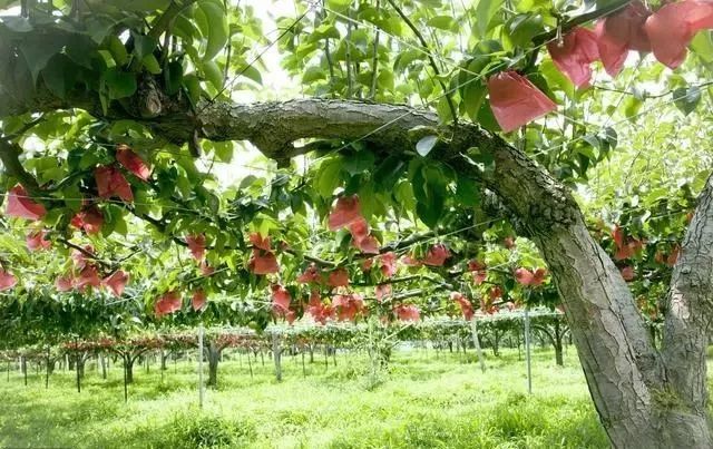 致富经果树种植视频_致富种植园小果子图片_致富小果园种植