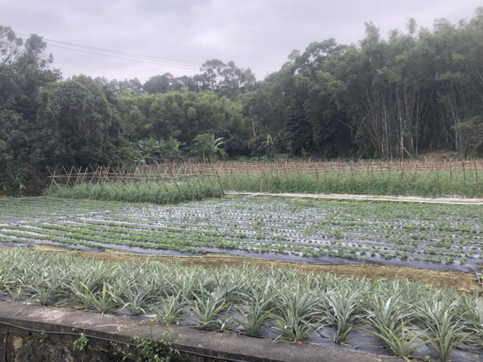 致富小果园种植_致富经果树种植视频_致富创业网搞种植水果