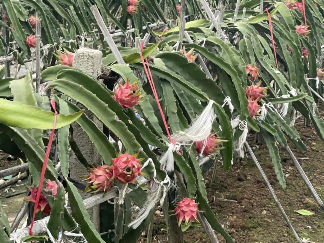 致富小果园种植_致富创业网搞种植水果_致富经果树种植视频