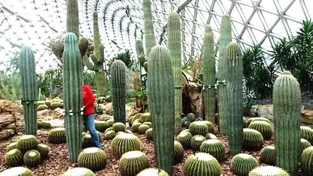 农村大棚种植技术学习_大棚农业种植技术_大棚种植技术资料