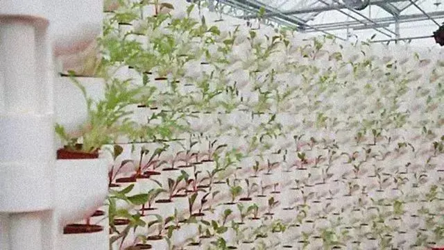 大棚农业种植技术_大棚种植技术资料_农村大棚种植技术学习