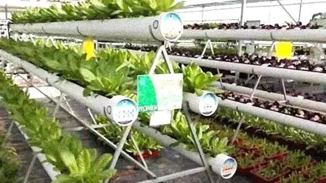 大棚种植技术资料_大棚农业种植技术_农村大棚种植技术学习