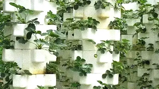 农村大棚种植技术学习_大棚农业种植技术_大棚种植技术资料