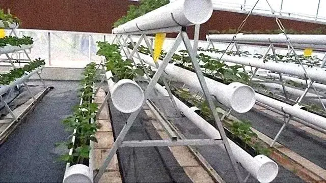 大棚农业种植技术_大棚种植技术资料_农村大棚种植技术学习