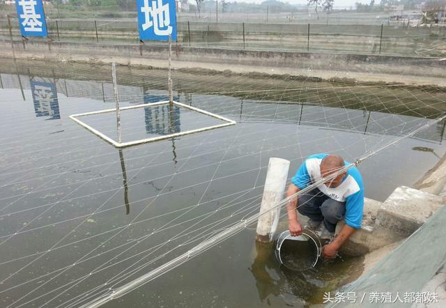 泥鳅养殖繁殖技术_泥鳅养殖泥鳅_养殖泥鳅技术视频