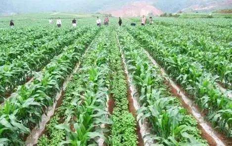 番茄越冬再生种植技术_再生番茄越冬种植技术视频_番茄再生栽培技术