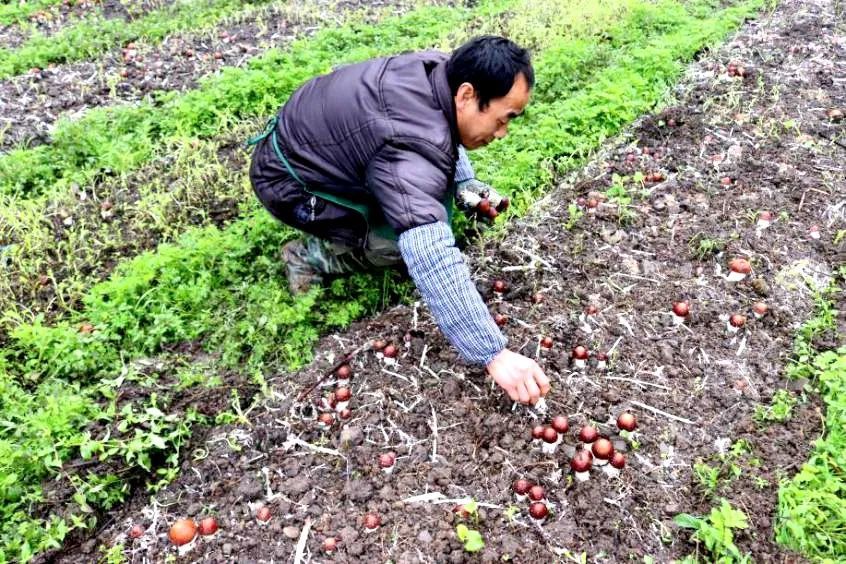 种菇致富_致富经菌菇种植_菇类养殖致富方案