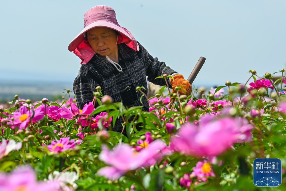 伊犁种地_伊宁农作物_伊宁种植致富