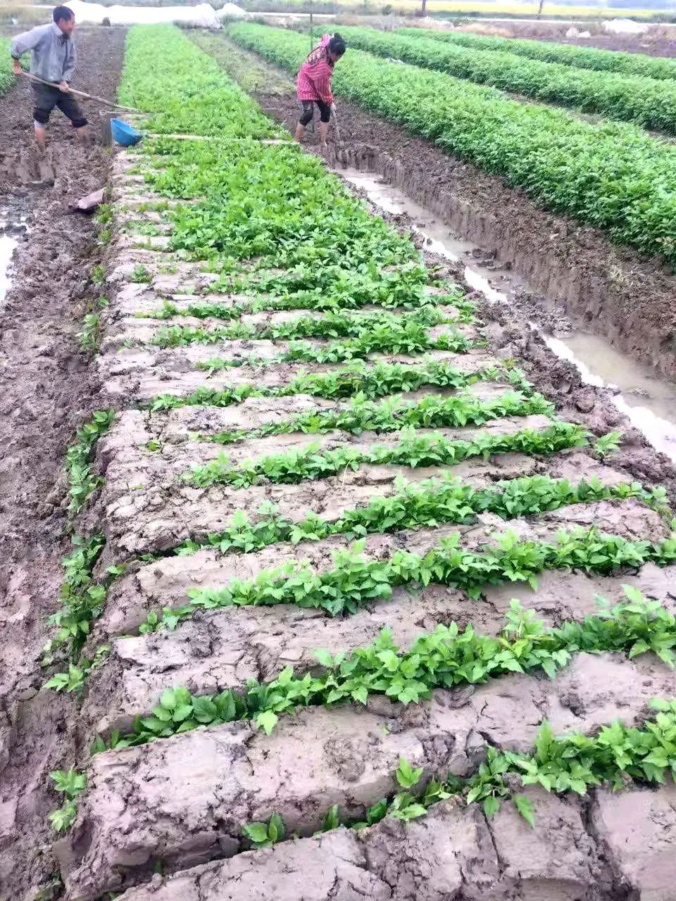 水芹菜种植技术视频_芹菜种植视频教程_芹菜种植技术视频播放