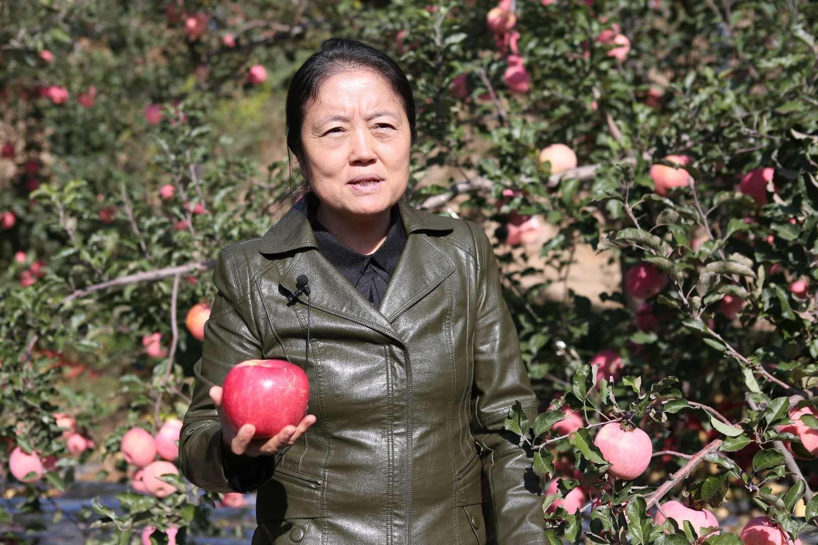致富经 苹果_致富经苹果新品种视频_致富故事会苹果