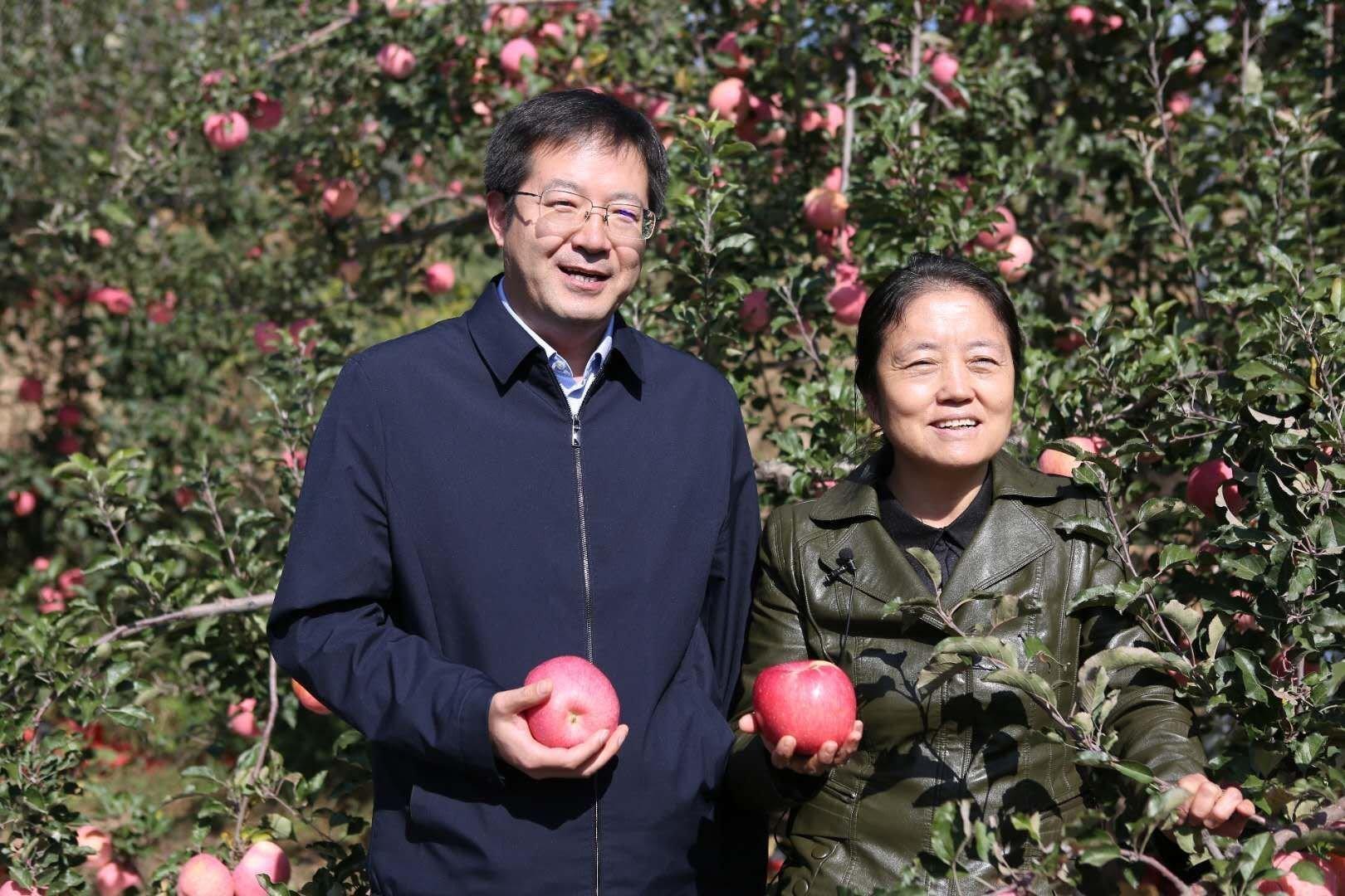 致富故事会苹果_致富经 苹果_致富经苹果新品种视频