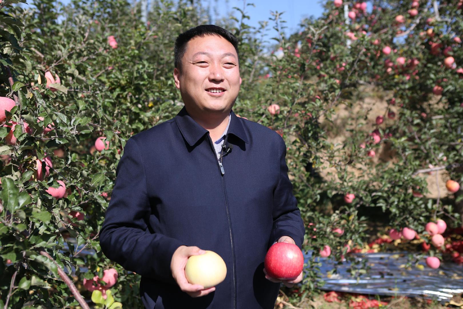 致富经 苹果_致富故事会苹果_致富经苹果新品种视频