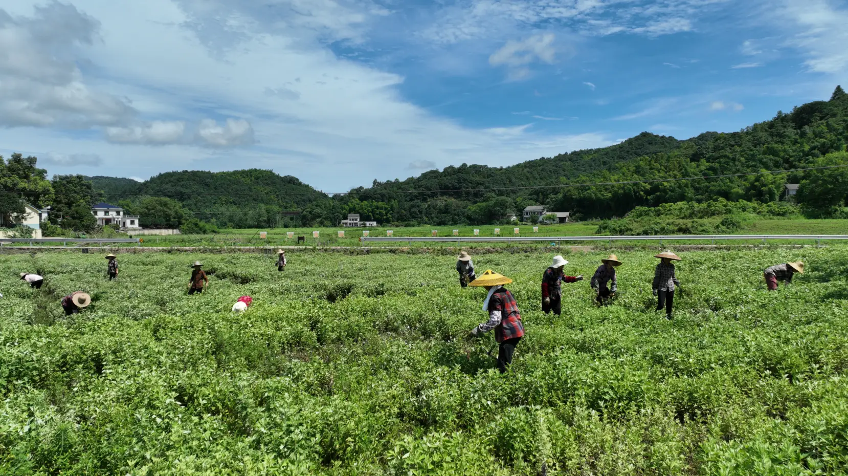 “小艾草”托起村民致富新路子——看泥江口镇九二五社区如何用艾草助力乡村振兴