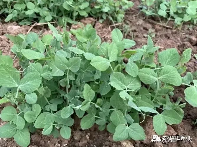 碗豆尖栽培技术_种碗豆尖视频_碗豆尖怎样种植技术