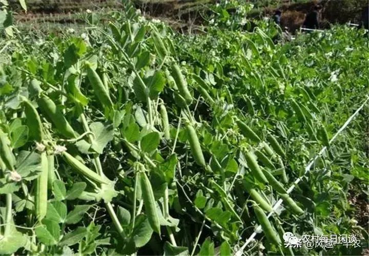 种碗豆尖视频_碗豆尖栽培技术_碗豆尖怎样种植技术