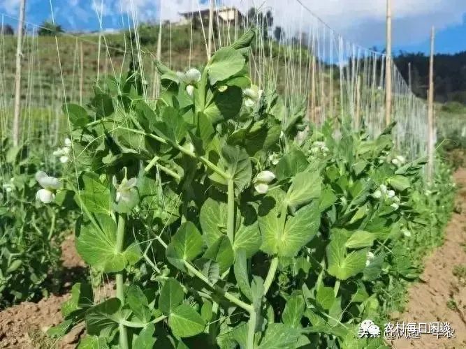 碗豆尖栽培技术_碗豆尖怎样种植技术_种碗豆尖视频