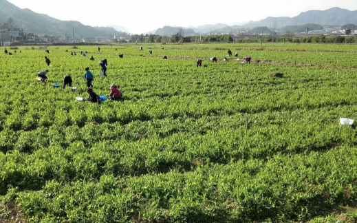 碗豆尖种子多少一斤_碗豆尖怎样种植技术_种碗豆尖视频