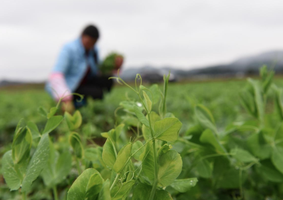 碗豆尖怎样种植技术_碗豆尖种子多少一斤_种碗豆尖视频