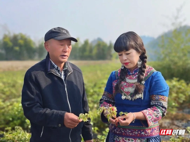 致富玉兰种植项目怎么样_玉兰种植致富项目_种植玉兰花赚钱吗