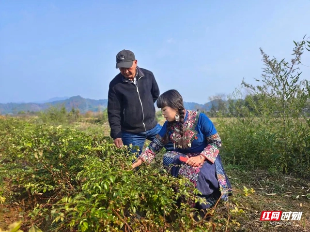 玉兰种植致富项目_致富玉兰种植项目怎么样_种植玉兰花赚钱吗