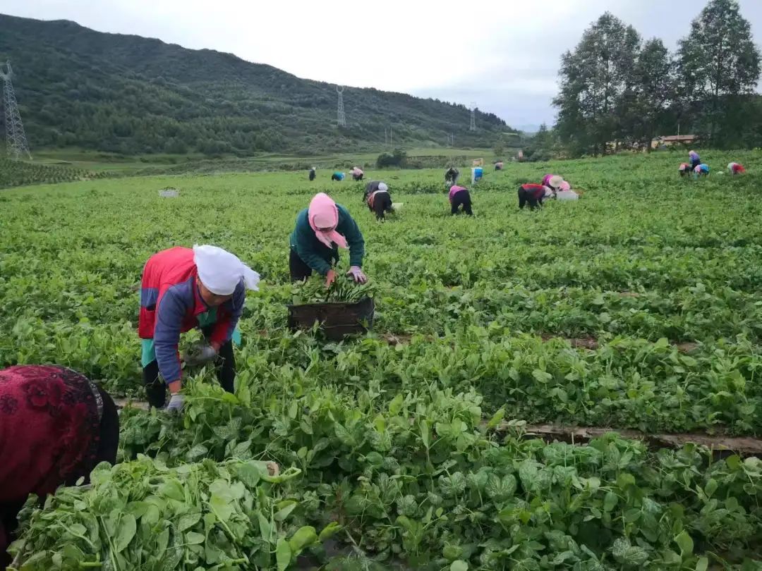 种碗豆尖视频_碗豆尖种子多少一斤_碗豆尖怎样种植技术