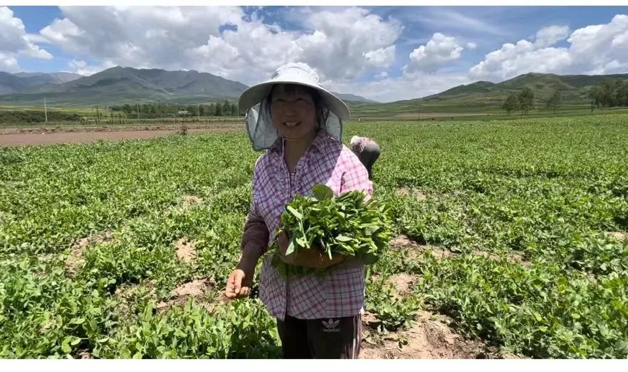 碗豆尖怎样种植技术_种碗豆尖视频_碗豆尖种子多少一斤