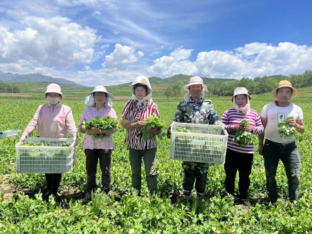 碗豆尖种子多少一斤_种碗豆尖视频_碗豆尖怎样种植技术