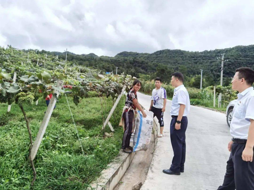 葡萄种植村民致富_致富经种葡萄_致富村民种植葡萄的意义