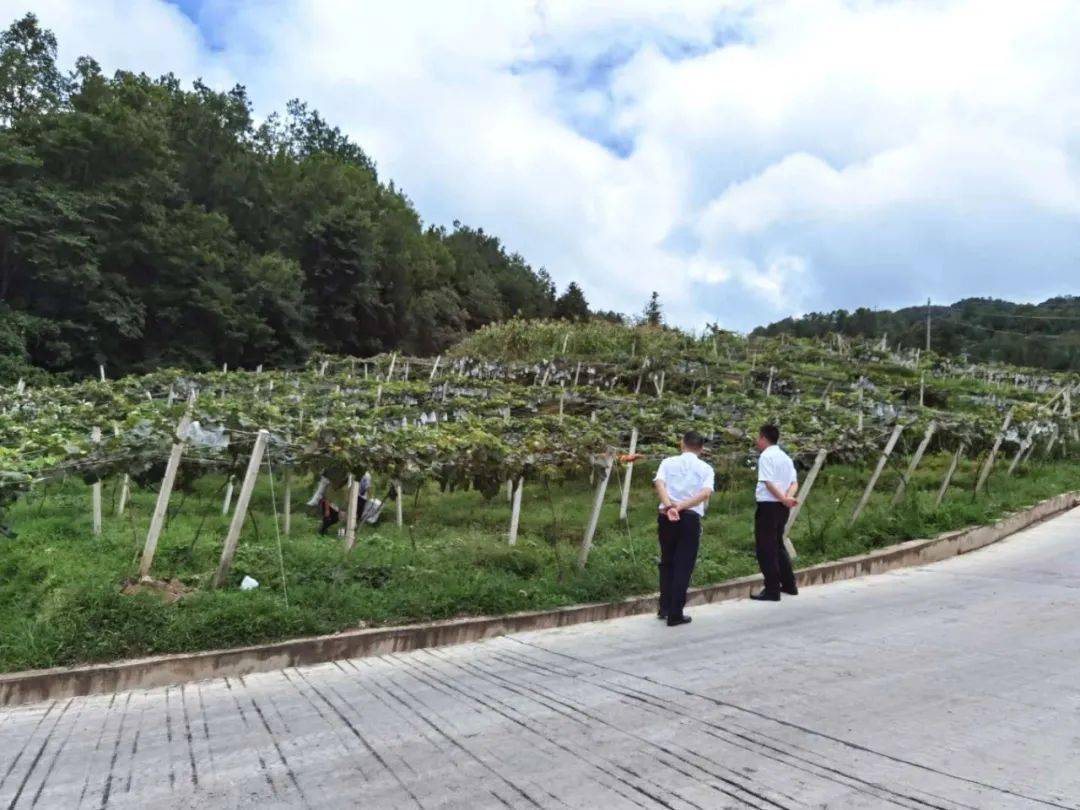 致富村民种植葡萄的意义_葡萄种植村民致富_致富经种葡萄