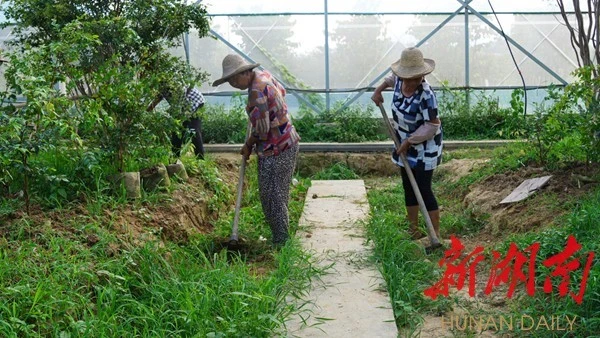 嘉宝果基地_种植嘉宝果_嘉宝果致富经