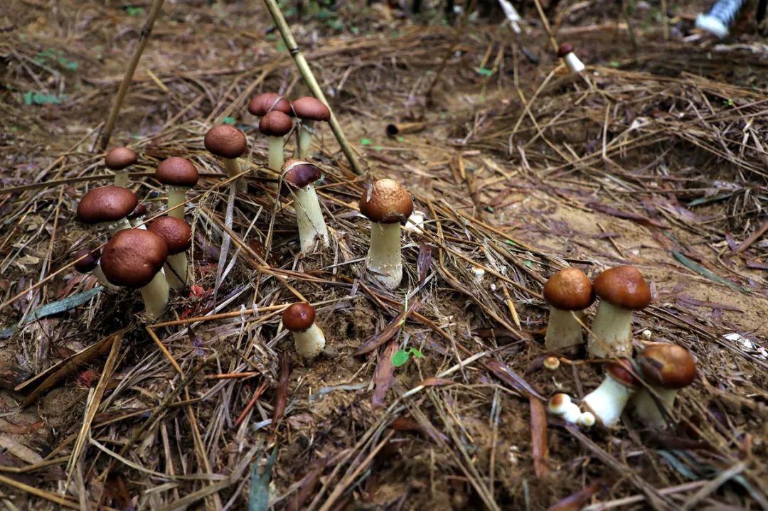 菇类养殖致富方案_种菇致富_致富经蘑菇种植技术