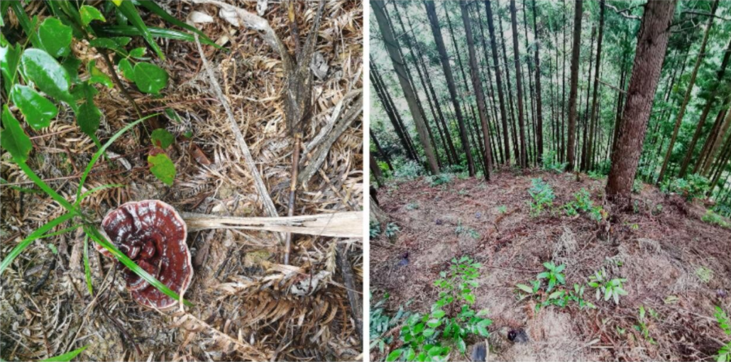 种菇致富_菇类养殖致富方案_致富经蘑菇种植技术