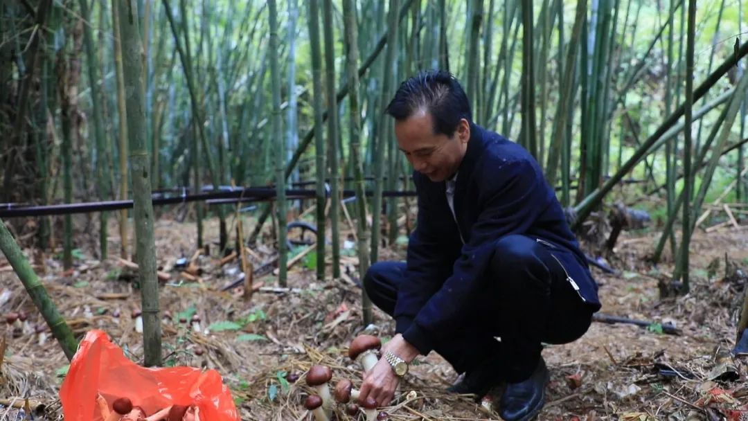 菇类养殖致富方案_种菇致富_致富经蘑菇种植技术