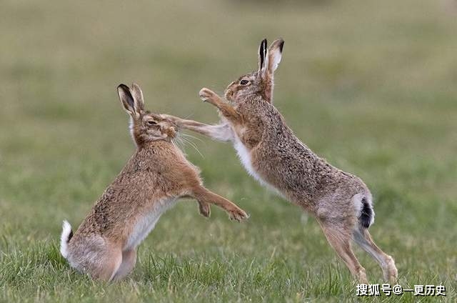 致富经兔子养殖_致富养殖兔子视频_致富养殖兔子赚钱吗