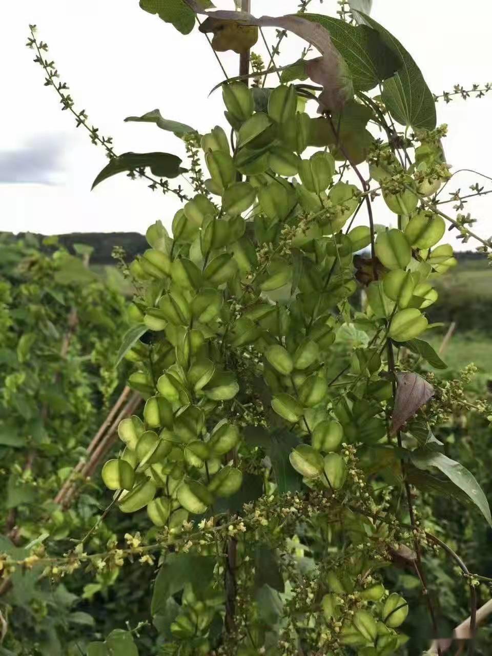 林下中药材复合种植模式探讨