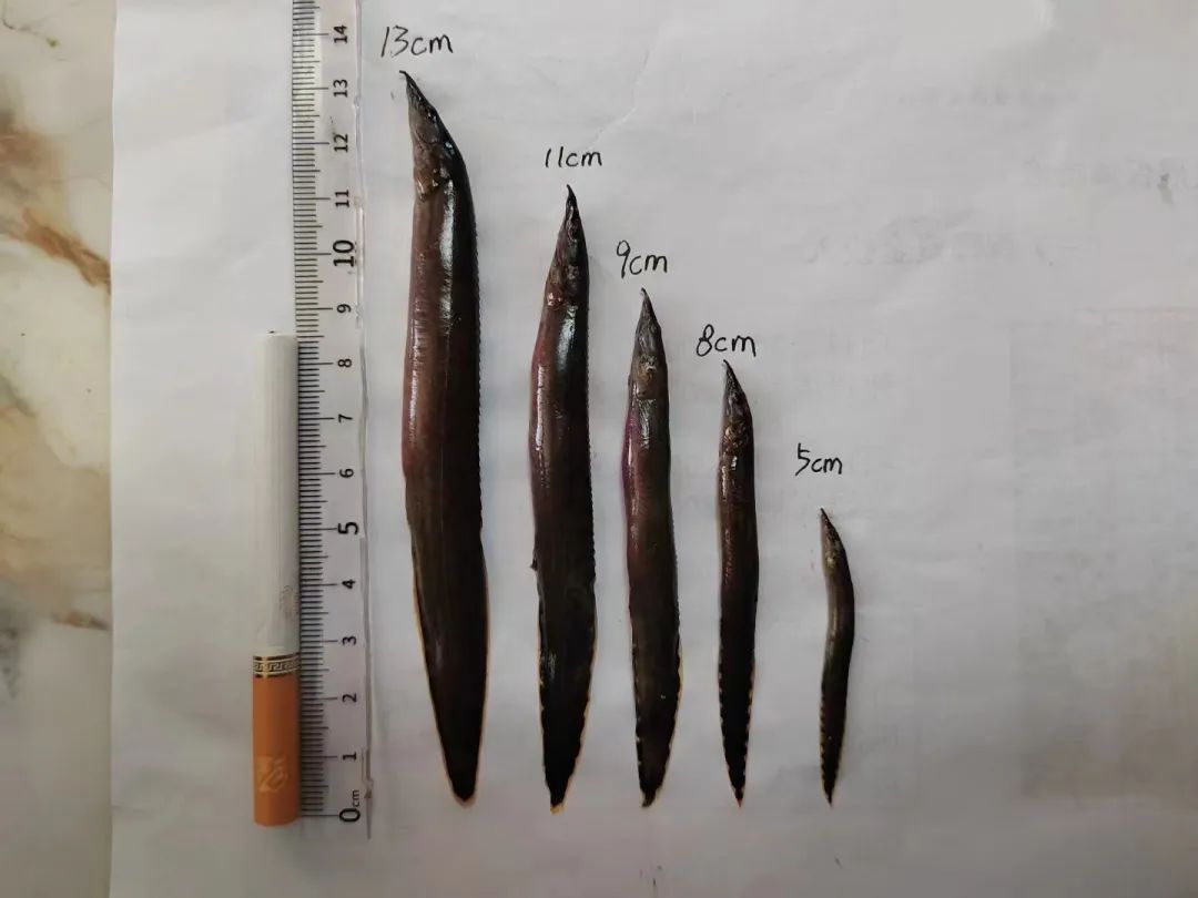 养殖刺鳗鱼技术要求_刺鳗是什么_刺鳗鱼养殖技术