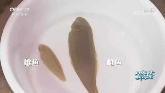 半滑舌鳎怎么处理_半滑舌鳎的养殖技术_滑哥养殖