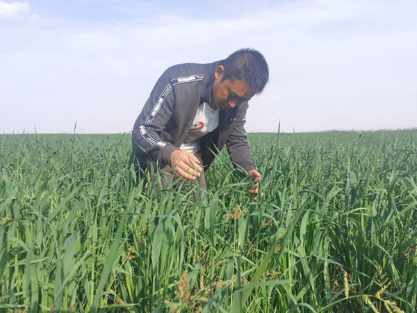 致富种植农业渠道是什么_农业种植致富渠道_农村致富项目种植业