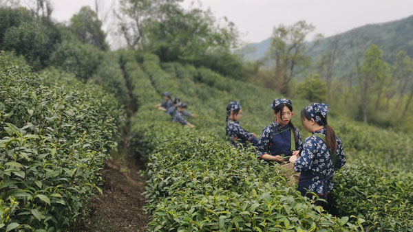 致富种植农业渠道是什么_农业种植致富渠道_农村致富项目种植业